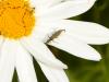 233835 – Photo : VERMELLE Georges – France (62)